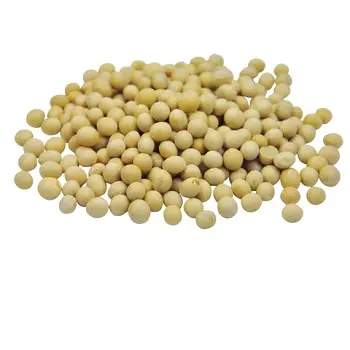 공장 가격 최고 품질 유기농 Non-Gmo 대두 황색 대두 소자 콩