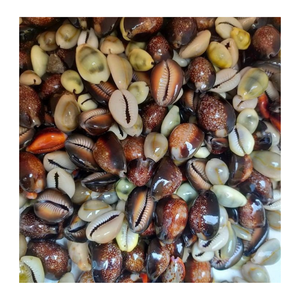 Decorative Cowrie <strong>Shell</strong> from Vietnam by 99 Gold Data for Craft Projects Gift Sets and Interior Design <strong>Shell</strong> - Product Image 2