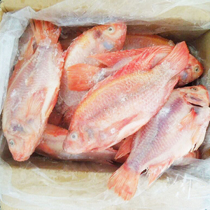 Filete de Tilapia Tilapia fillet 2-3oz 3-5oz 5-7oz/iqf bình thường tỉa nông da cá rô phi fillet - Product Image 2