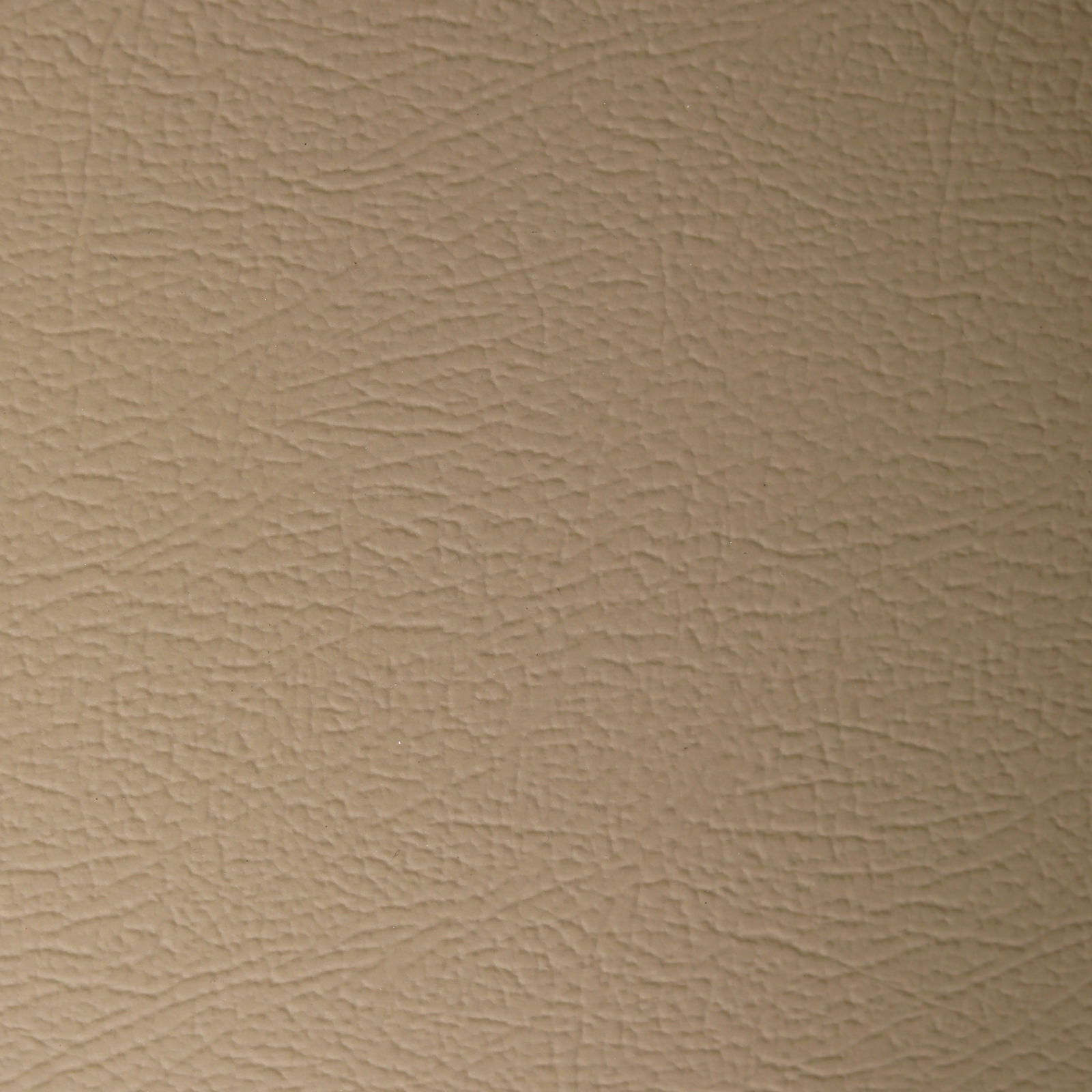 Aster (E -489 1011 nuez