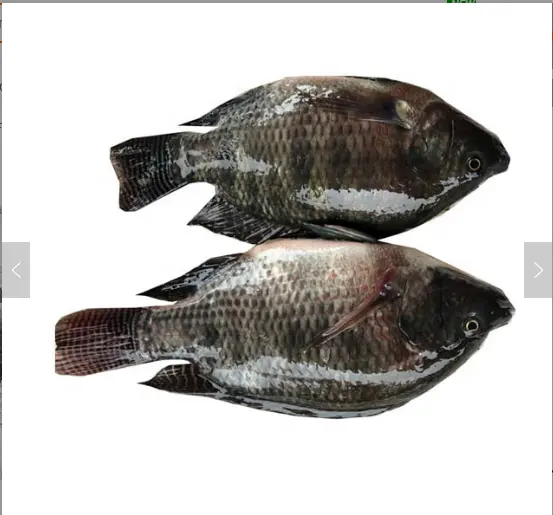 عرض ساخن أعلى جودة المأكولات البحرية المجمدة الأحمر باس فيليه الأسماك عالية الجودة المجمدة البحر باس سعر الجملة ، أفضل درجة