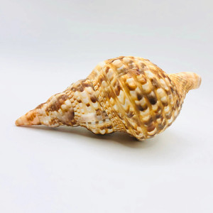En ucuz fiyat deniz kabuğu triton kabukları kabuklu deniz hayvanı kabuğu deniz kabukları ihracat için hazır el sanatları hediyelik eşya ev dekor - Product Image 5
