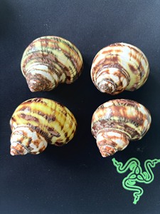 Mixed Ocean Seashells Natural Empty Clean Beach <strong>Shell</strong> Raw Sea <strong>Shells</strong> Combination Box for Home Decor Crafts Making - Product Image 3