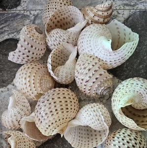 Natural Spotted Tun <strong>Shell</strong> from Vietnam - Large Decorative Sea <strong>Shells</strong> for Home &amp; Crafts Seashell Real Tonna Dolium - Product Image 3