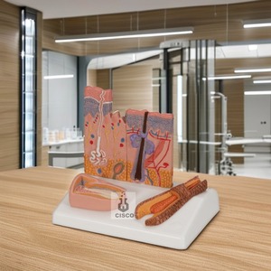 用于医学教育的人体皮肤解剖模型图头发和指甲的微观结构 - Product Image 4