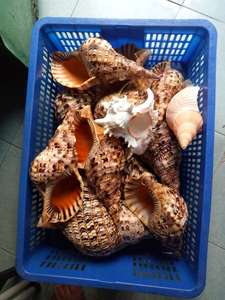 Vietnam tedarikçiden ihracat için deniz kabuğu/trompet Triton kabuk/Triton kabuklu deniz hayvanı kabuğu dekorasyon - Product Image 4