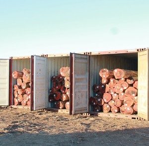 Kaliteli kereste günlükleri tik ahşap kapı/meşe ahşap kütükler/okaliptüs günlükleri tik ahşap kapı-yuvarlak kütükler, Sawn Timber logosu - Product Image 5