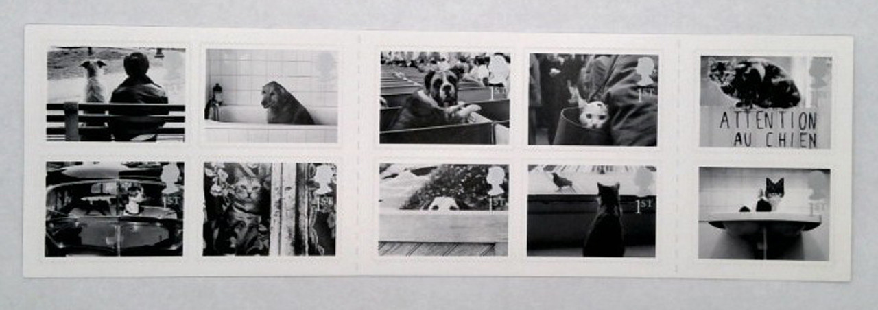 10 chats et chiens britanniques 1ST noirs et blancs