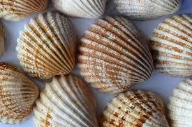 COLLECTED SEASHELLS / COASTAL HOME DECOR / DIY CRAFTING / ALL-NATURAL - Product Image 2