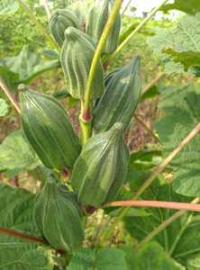 Afrika'da Verity ihracat pazarı için 90% çimlenme Okra Clemson Spineless (OP) /koyu yeşil Bhindi tohumları