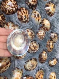 เปลือกหอยพรีเมี่ยม: เปลือกหอย Limpet, Murex Operculum และเปลือกหอยทากในราคาที่ไม่แพง - Product Image 3