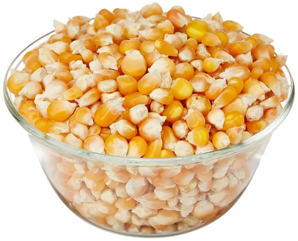Nicht gentechnisch veränderter gelber Mais für den Verzehr von Menschen-und Tierfutter qualität Bestseller Gute Qualität