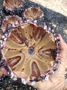 [2024] SEA URCHIN <strong>SHELL</strong> MANY COLOR AS BIG AS ONIONS for HANDICRAFTS BEST PRICE in the HIGH QUALITY <strong>MARKET</strong>. - Product Image 6