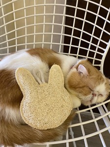 OEMサービスLOOFAHペットおもちゃ、骨、キティ、魚、アヒル、形、歯のペット猫のチューおもちゃに最適、ベトナム製のデンタルケア - Product Image 6