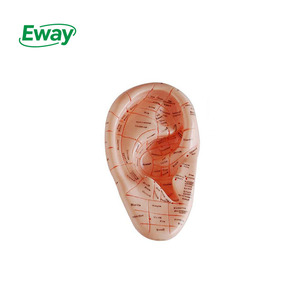 Y tế khoa học nóng bán massage châm cứu tai mô hình 17cm mô hình giáo dục - Product Image 1