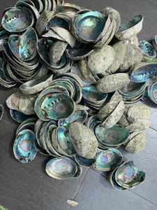 Top Choice Polierte Abalone-Schale für Kunst handwerk, Dekor-Reine Abalone-Schale von vietnam ischen Lieferanten in loser Schüttung mit wettbewerbs fähigem Angebot - Product Image 3