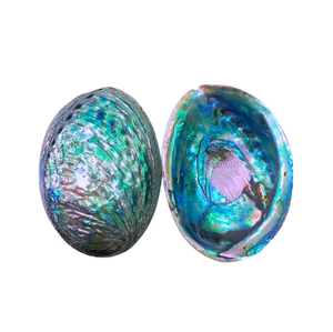 ขายส่งเปลือกหอยเป๋าฮื้อ แม่มุก paua เปลือกหอยดิบ ราคาดีจากเวียดนาม เปลือกหอยเป๋าฮื้อสีน้ําเงิน/เปลือกหอยขัดเงาสองหน้า - Product Image 6