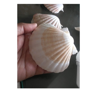 Toptan büyük doğal deniz kabukları plaj deniz kabukları beyaz tarak kabukları dekor için Vietnam ihracat hazır - Product Image 1