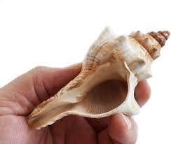 Conch <strong>Shells</strong> for Home Decoration and Handicraft - Natural Seashell From Vietnam // Ms. Beatrix - Product Image 3