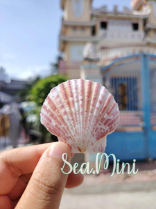 หอยเชลล์ที่ได้รับแรงบันดาลใจจากมหาสมุทร: เพิ่มพื้นที่ให้กับบรรยากาศของชายฝั่ง, ความเงียบสงบตามธรรมชาติและบรรยากาศที่ผ่อนคลาย - Product Image 4