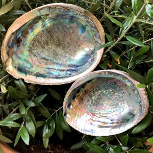 Schöne Extra Abalone Shell für den Export zum besten Preis aus Vietnam - Product Image 5