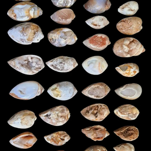 Doğal nadir fosil salyangoz Druzy akik | Doğal kabuk kuvars fantezi gevşek taş kabuk kuvars Opalized fosil örnekler - Product Image 1