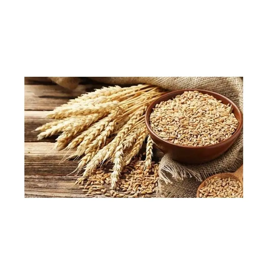 Meilleur prix d'usine de grains de blé entier biologiques naturels disponibles en grande quantité