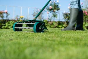 Cao cấp poa pratensis KENTUCKY bluegrass. Chất lượng cao phát triển rất nhanh, thiết lập nhanh và chịu lạnh (greenplay dlf) - Product Image 4