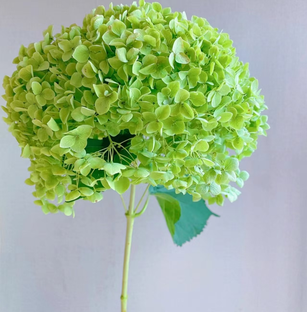 สีเขียว