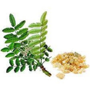 Boswellia Serrata Gond Kondu Shallaki Gum Salai Gond Kundru Salaki Gugal乾燥生ハーブ卸売植物エキスハーブ製品 - Product Image 2