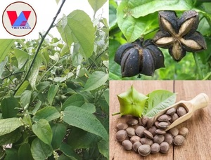SELLING NEW PRODUCTS SACHA INCHI OIL MADE FROM NATURAL for FOOD, COSMETICS and MEDICAL WITH GOOD QUALITY and PREFERENTIAL PRICE - Product Image 4