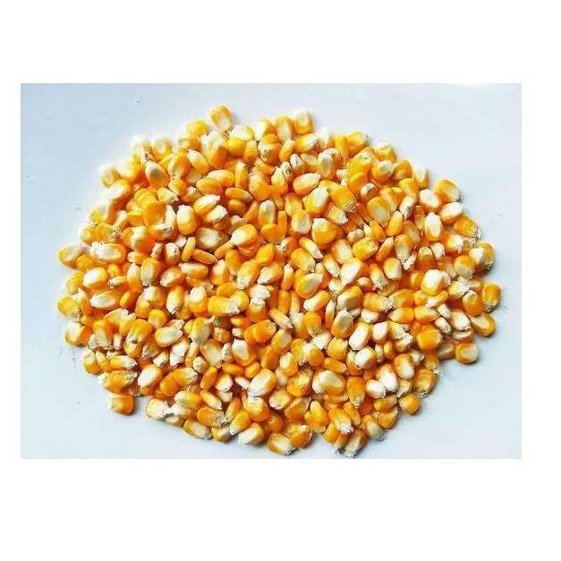 Prix de gros Maïs jaune maïs jaune de haute qualité pour l'alimentation animale Fournisseur Maïs jaune/Maïs pour l'alimentation animale/JAUNE C