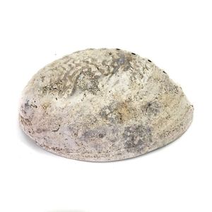 Ham temiz kuru Paua Abalone kabukları adaçayı lekeleri kitleri için mavi yeşil Abalone kabuk ucuz fiyat - Product Image 3