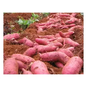 Fresh Red Sweet Potato - Product Image 3
