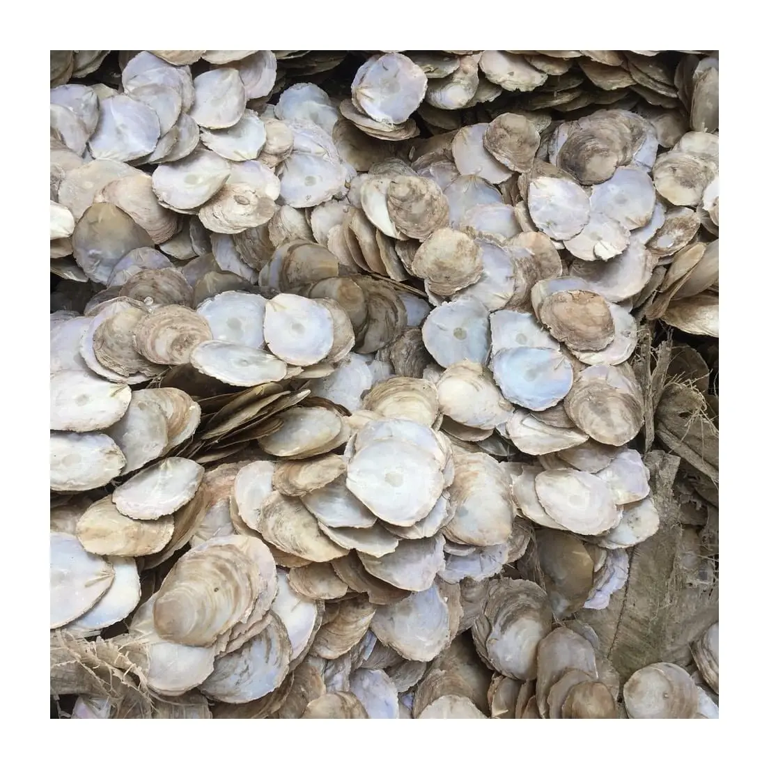 Raw unclean unpolished or polished capiz shell bulk quantity wholesale natural dried ocean capiz seashells