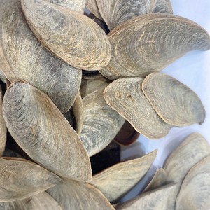 Wholesale Seashell Lid Cover Natural Murex Conch Operculum <strong>Shells</strong> for Export From Vietnam Factory - Product Image 2