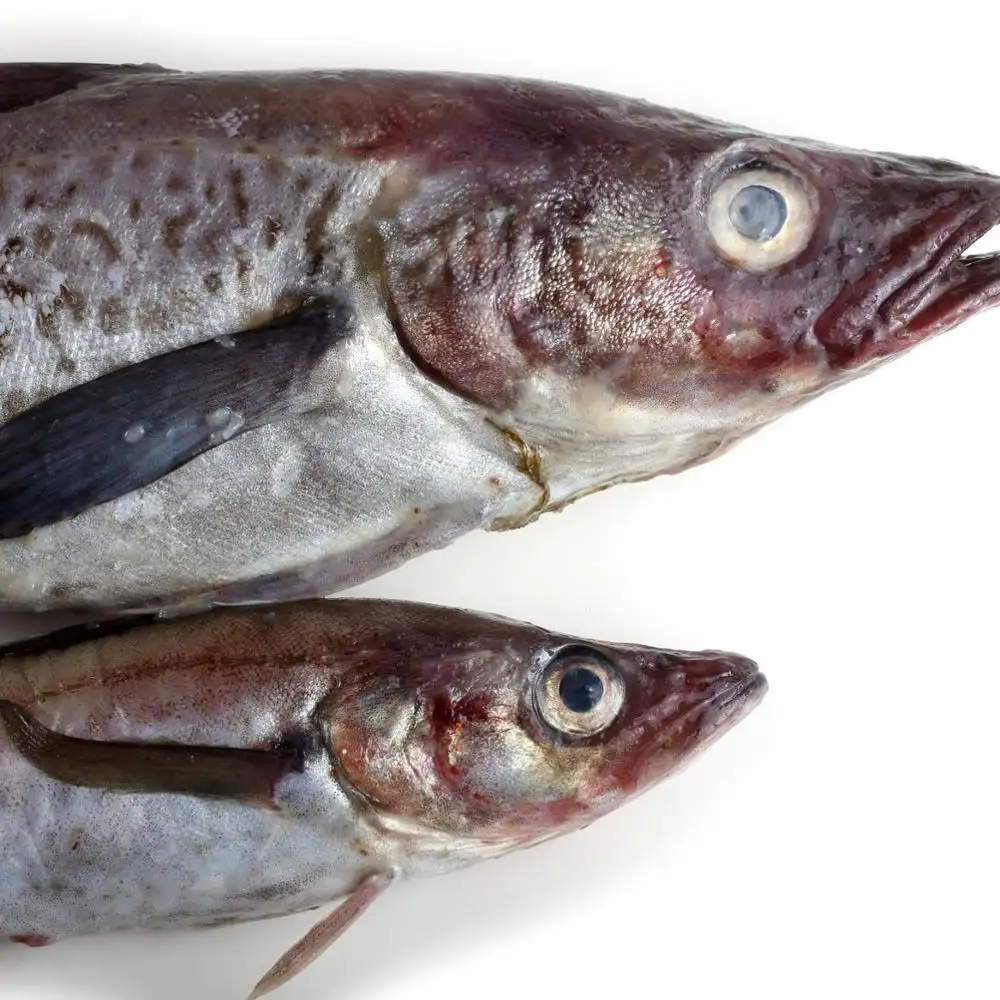 أسعار الجملة عالية الجودة الأسماك المجمدة السلمون النرويجي لبيع السلع في السوق