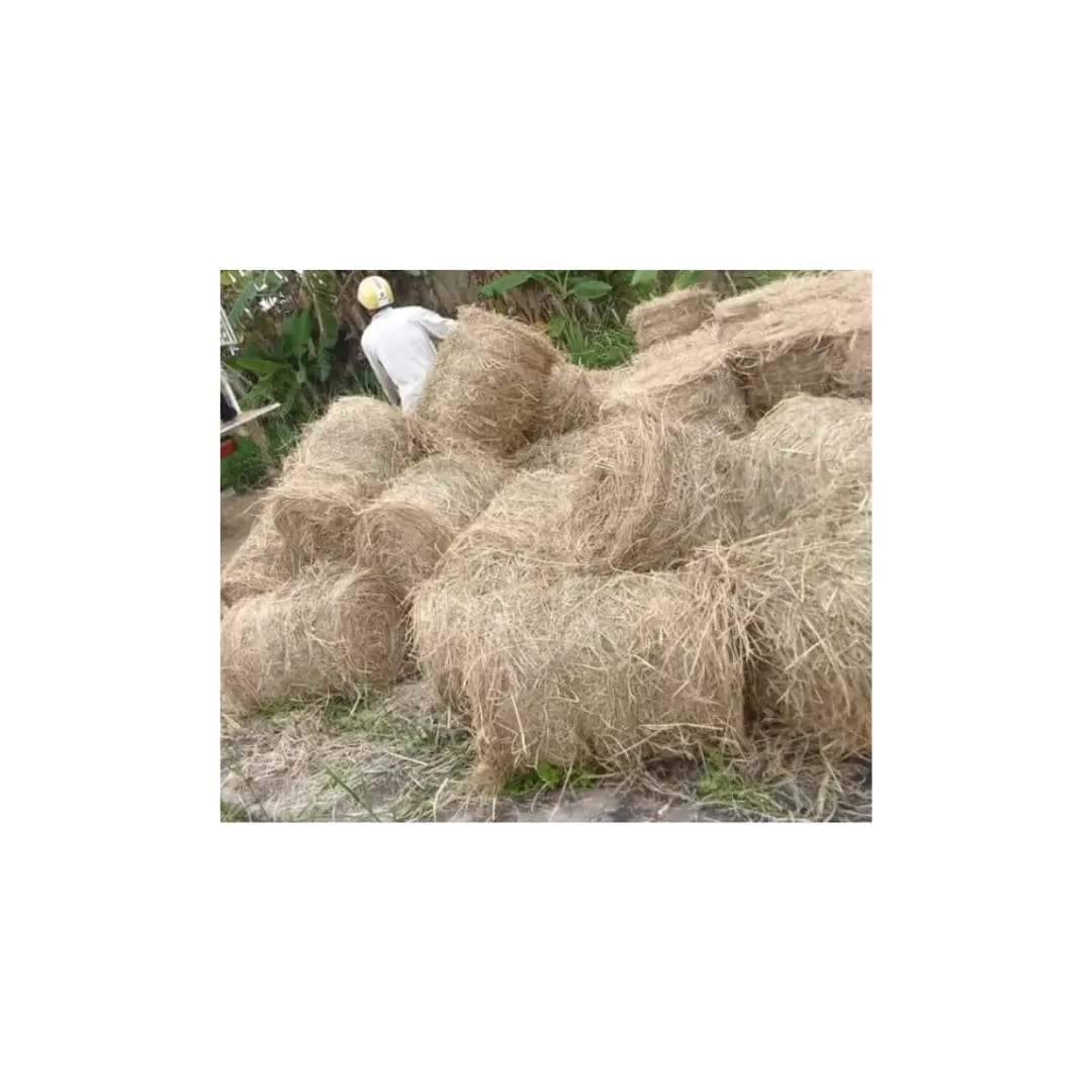 Kurutulmuş çeltik pirinç saman/pirinç saman toplu miktarda ihracat için-uygun pirinç saman hayvan besleme için ucuz satış ücretsiz örnek