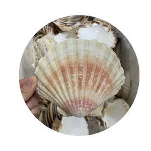 ניקוי פגזים scallop מ-Vietnam לקישוט, מלאכת יד מתנה-saloop ms. thi