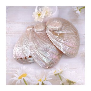 Polished Abalone <strong>Shell</strong> Bulk Price Perlized Seashells Pearl White Abalone <strong>Shells</strong> - Product Image 1