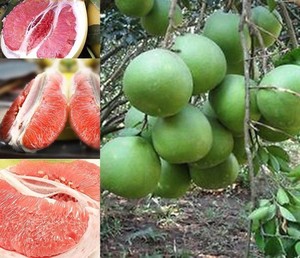 FRESH CITRUS FRUIT - FRESH <strong>POMELO</strong> - VIETNAMESE RED <strong>POMELO</strong> for EXPORTING/ Crystal - Product Image 3