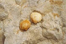 HANDCRAFTED SEASHELLS / SEA BREEZE VIBES / GIFT IDEAS / ORGANIC ELEMENTS - Product Image 2