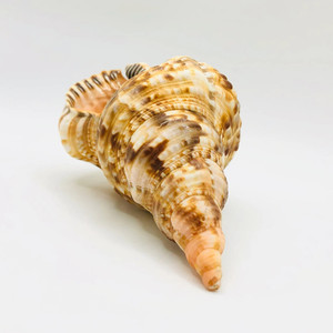 Kadın triton kabuklu kabukları büyük boy taç trompet deniz kabukları pasifik okyanus doğal vahşi deniz kabukları - Product Image 6