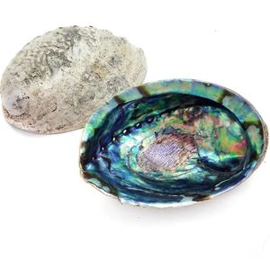 Ham temiz kuru <span class=keywords><strong>Paua</strong></span> Abalone kabukları adaçayı lekeleri kitleri için mavi yeşil Abalone kabuk ucuz fiyat
