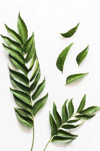 Export Quality Curry Leaf High-Potency Superfood for Digestion Hair <strong>Growth</strong> and Skin Care from <strong>India</strong> - Product Image 2