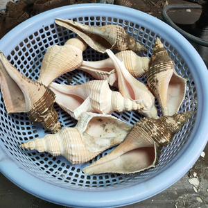 Exporting Top Quality Seashells and Snail <strong>Shells</strong> From Vietnam Bulk Export - Product Image 1