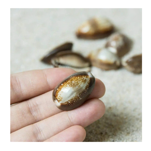 Cowrie <strong>Shell</strong> from 99 Gold Data Vietnam Used for DIY Projects and Artisan Jewelry with Natural Cowrie <strong>Shell</strong> - Product Image 3