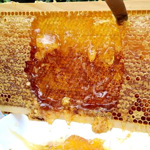 100% tự nhiên sáp ong nền tảng chất lượng tinh khiết <span class=keywords><strong>langstroth</strong></span> Kích thước phạm vi sáp ong Sheets đối với người nuôi ong sáp ong tổ ong - Product Image 6