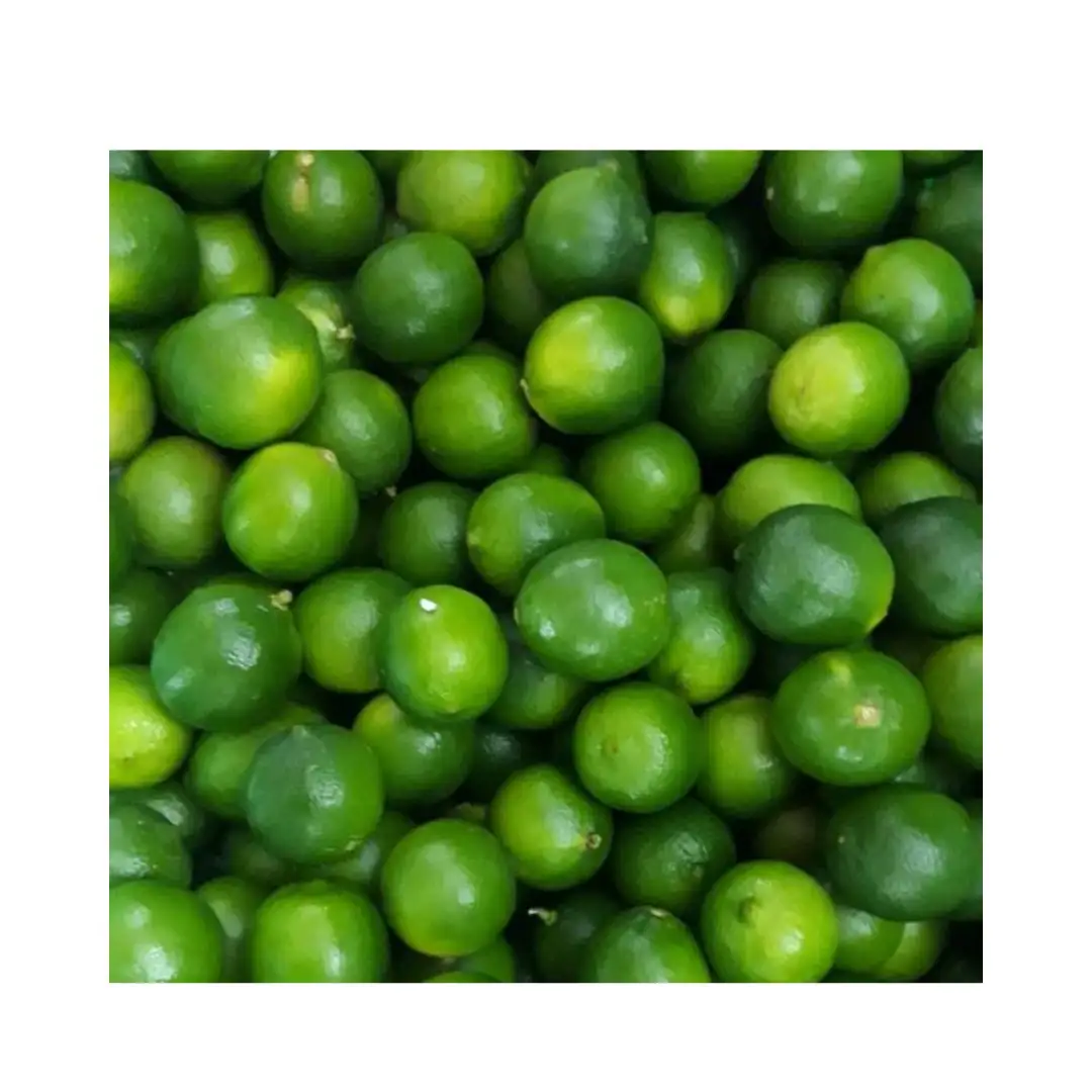Schnelle Lieferung Beste Qualität Frische Limette Marktpreis Frische grüne Zitrusfrucht-Frische Zitrone Export in Vietnam Zitronen grün