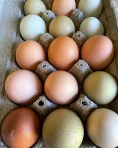 ฟาร์มไข่ไก่สดโต๊ะ สีน้ําตาลและสีขาว สด สีน้ําตาล ขาวไข่โต๊ะ / ไข่ไก่สด